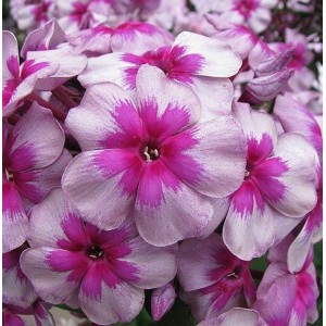 Флокс Phlox Старый Маяк